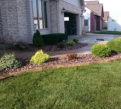 Shrub Clean up